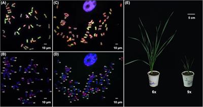 Balanced Genome Triplication in Wheat Causes Premature Growth Arrest and an Upheaval of Genome-Wide Gene Regulation